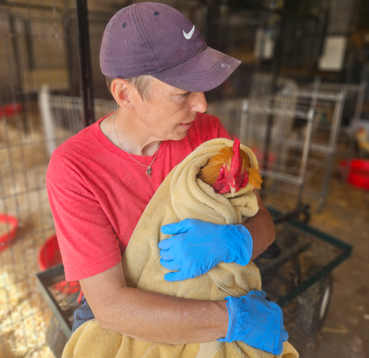 Animal Caregiver Paula holding Orion Rooster in a towel at Unity Farm Sanctuary