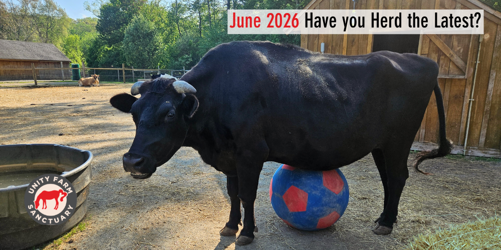 Photo of Elliot the Steer an a very large soccer ball, at Unity Farm Sanctuary