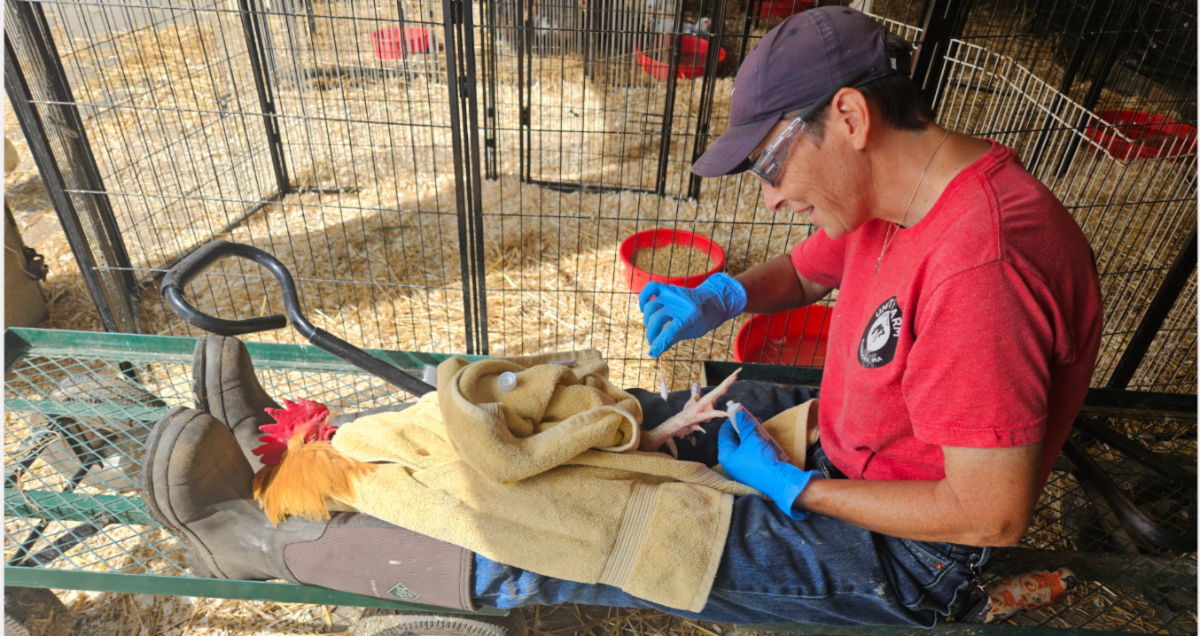 Animal Caregiver Paula applying medication to Orion the Rooster's feet at Unity Farm Sanctuary