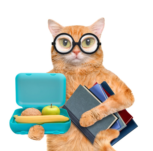 Cat Lunchbox Books-copyrighted image