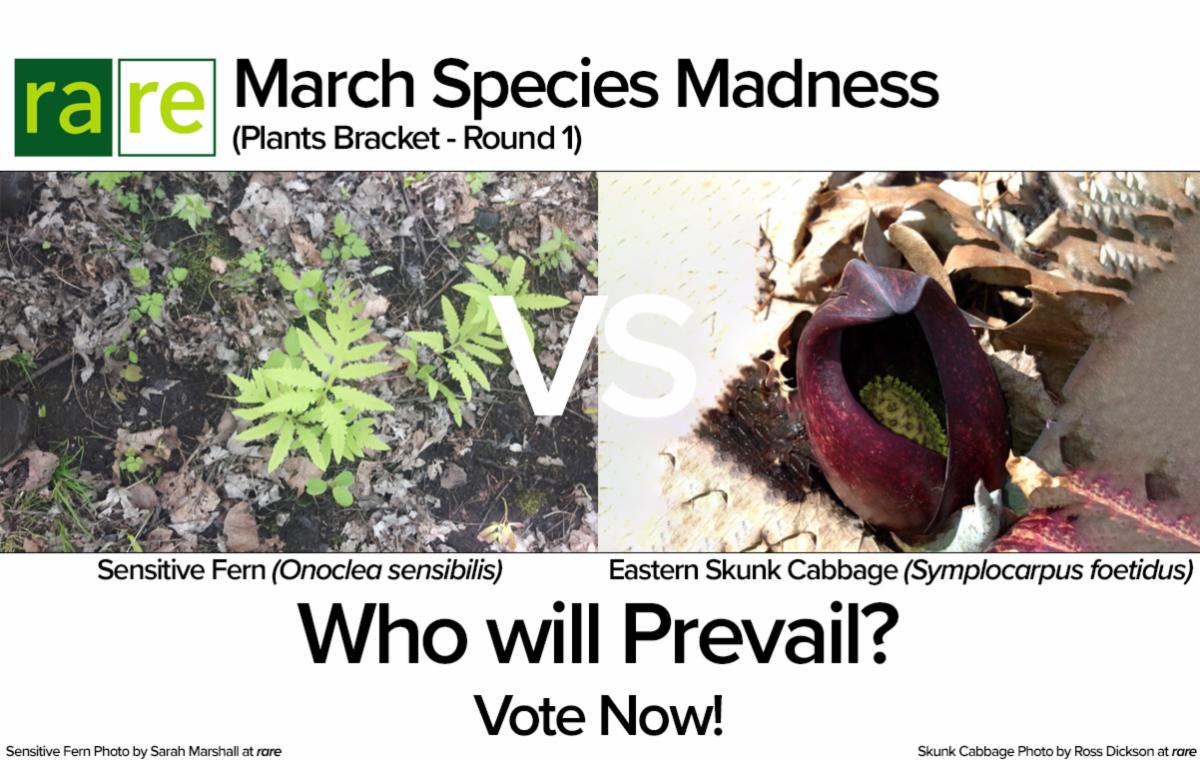 20220304 - Round 1 - Fern vs Skunk Cabbage.jpg