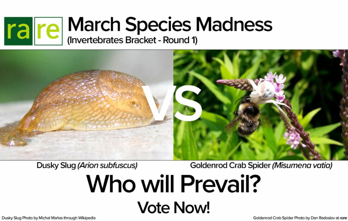 20220303 - Round 1 - Slug vs Spider.jpg