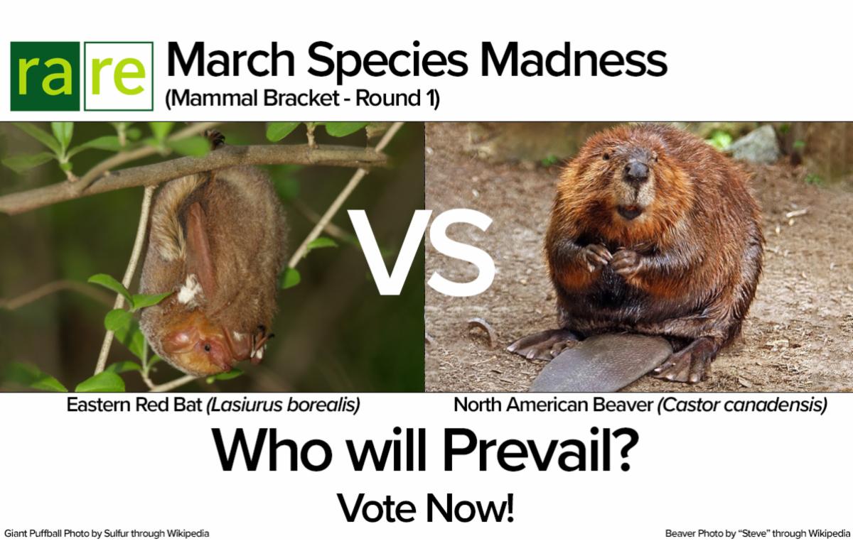 20220303 - Round 1 - Bat vs Beaver.jpg