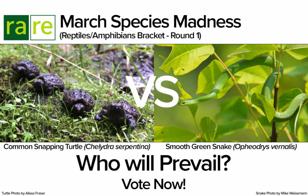 20220301 - Round 1 - Turtle vs Snake.jpg