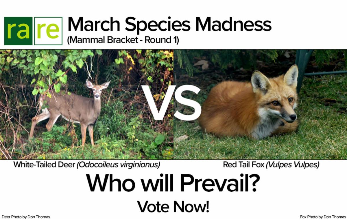20220301 - Round 1 - Fox vs Deer.jpg