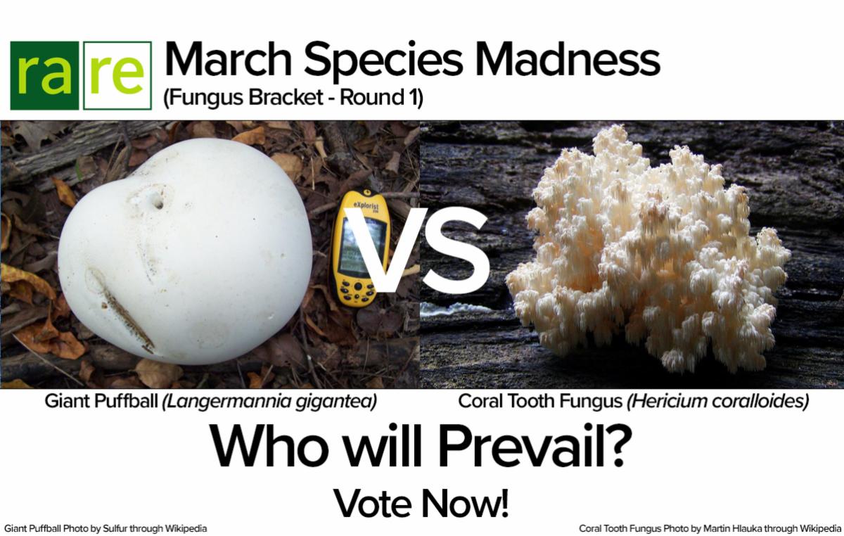 20220302 - Round 1 - Puffball vs Coral Tooth.jpg