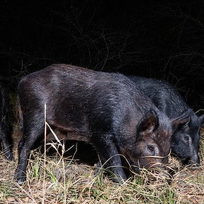 two feral hogs eating hay at night