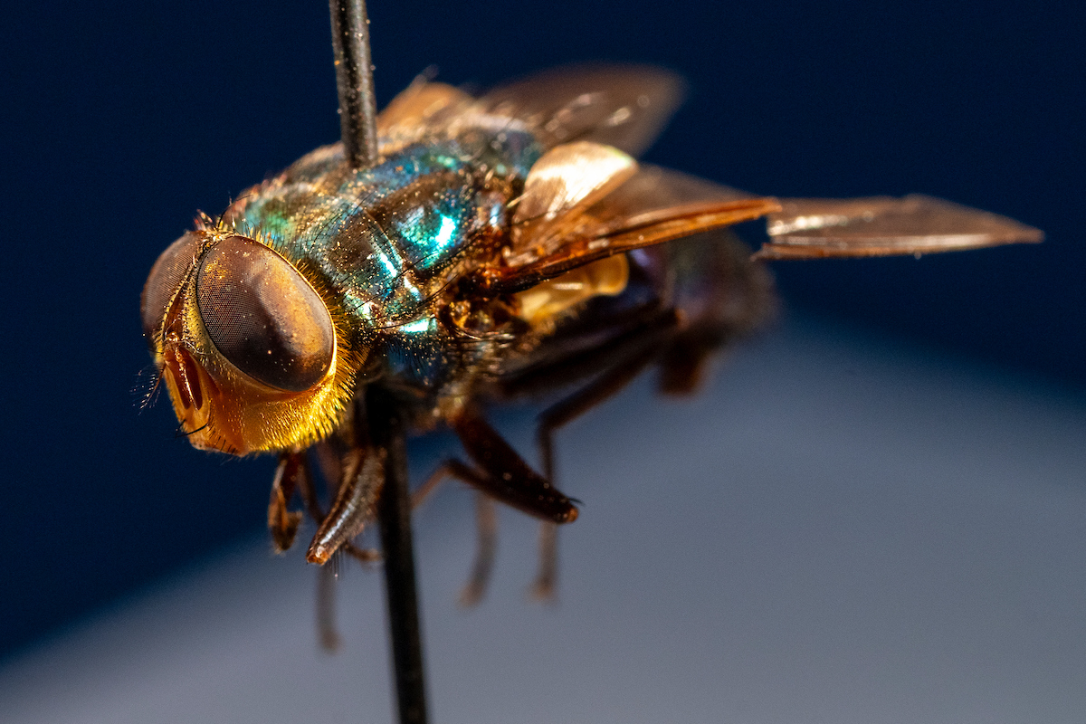 fly up close 