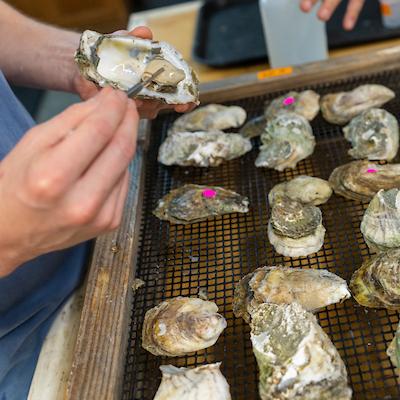 Hands holding an oyster from among a group of tagged oysters on a mesh wire table