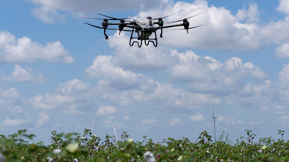 drone hovering over cotton field