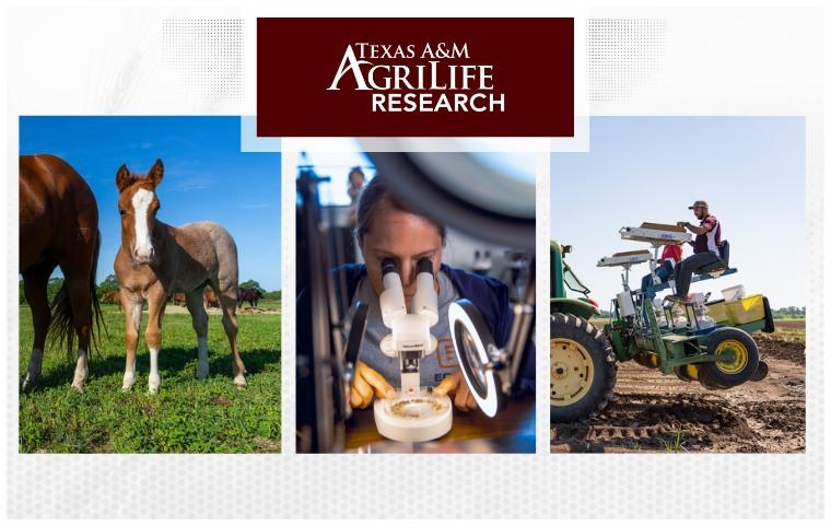 Texas A&M AgriLife Research logo over agricultural collage
