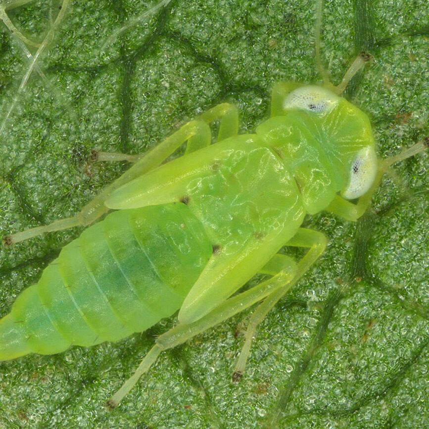 Green insect close up, University of Florida image