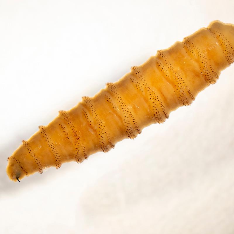 New World screwworm larva up close