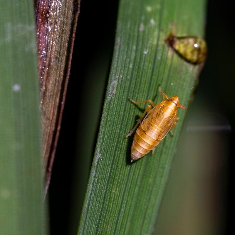 Close up image of insect on leaf