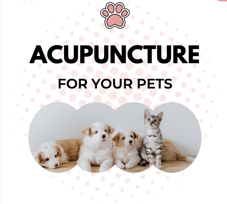 Acupuncture for Your Pets