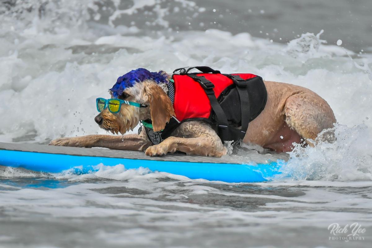 8-26-19 - Dogs - Rich Yee