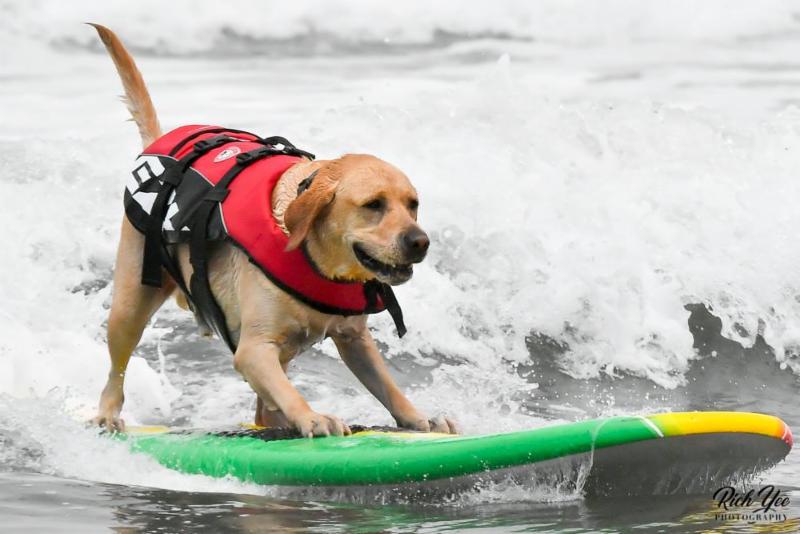 8-20-18 - Dog Surfing - Rich Yee