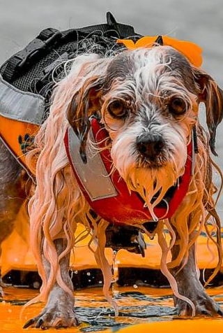 8-20-18 - Dog Surfing - Rich Yee