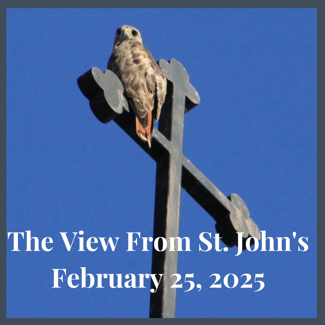 Copy of the view from st johns.jpg