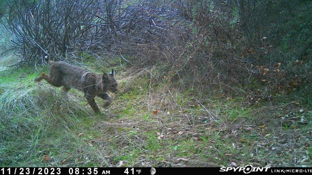 bobcat enjoying land conserved by SDRPF