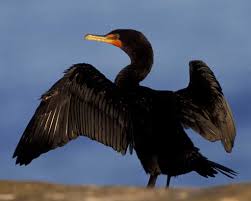 Cormorants