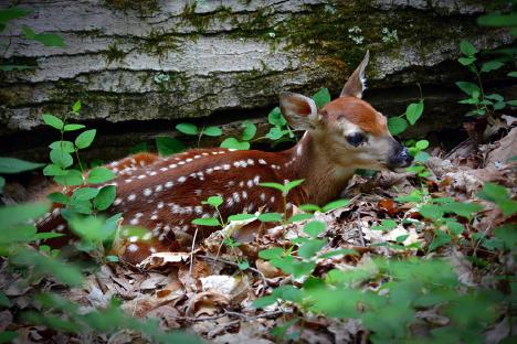 Fawn