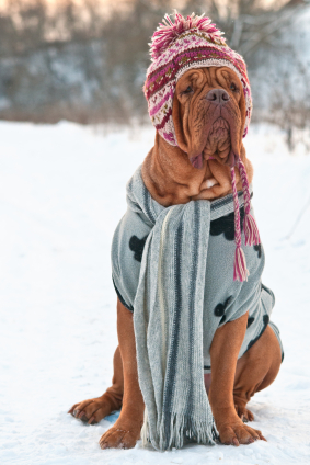 winter dog