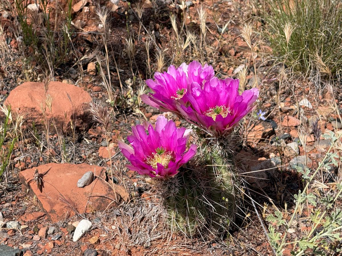 bloom