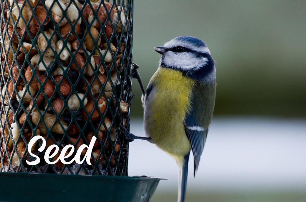 Select Bird Product Coupons Inside!