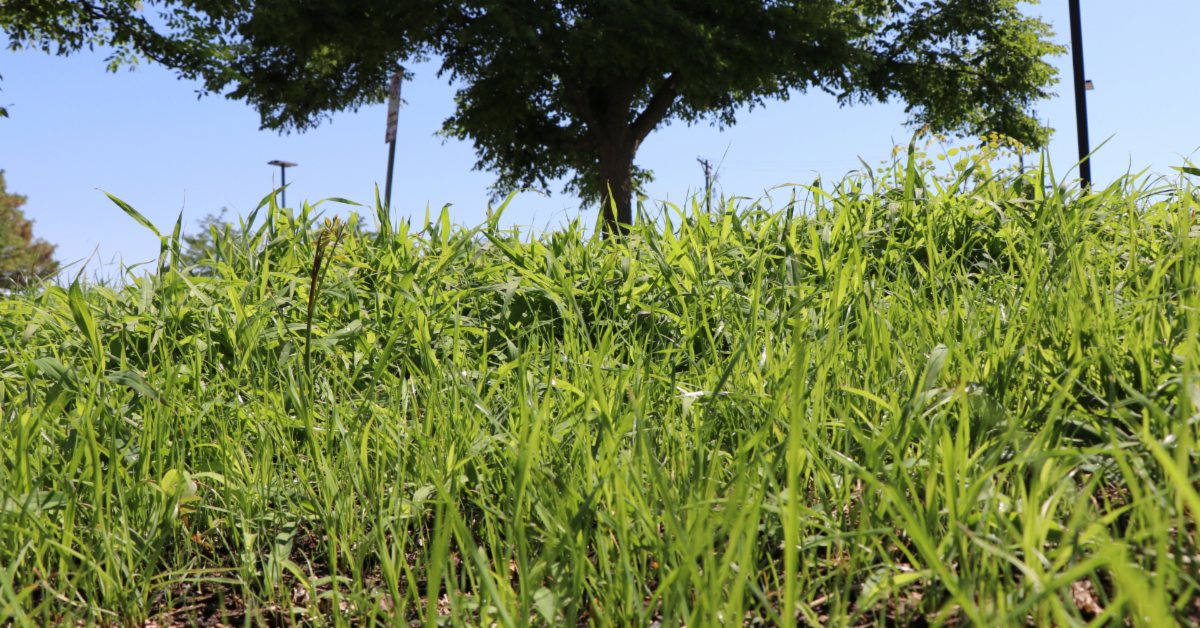 Native grasses in Aurora
