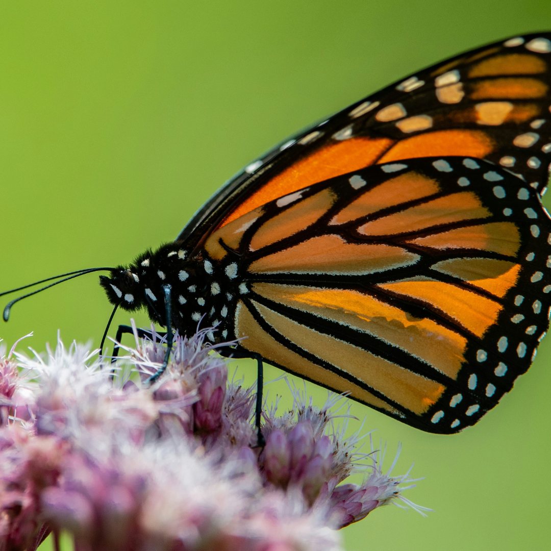 Monarch on top of a blossoming milkweed. 