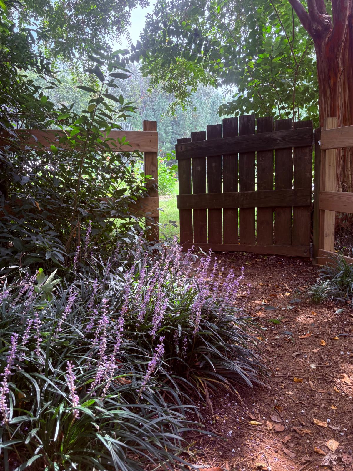 Spring Forest Newsletter
