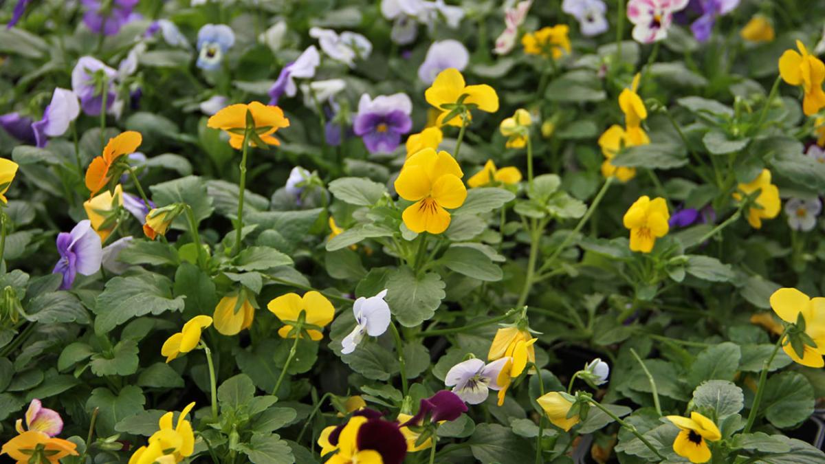 A photo of flowers for the plant sale