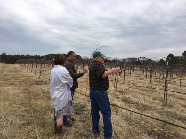 pruning lession