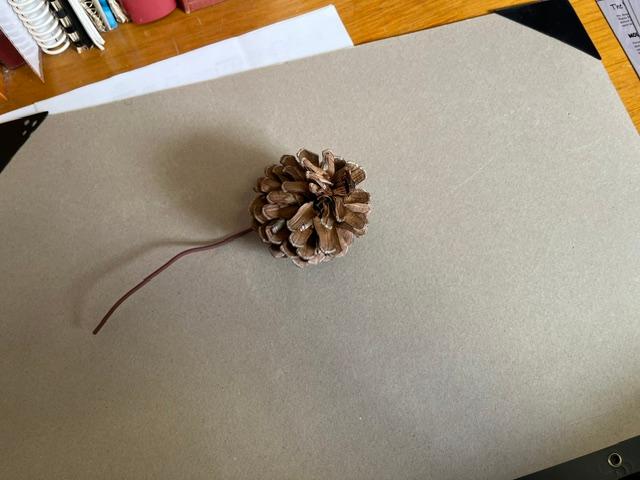 Pine Cone