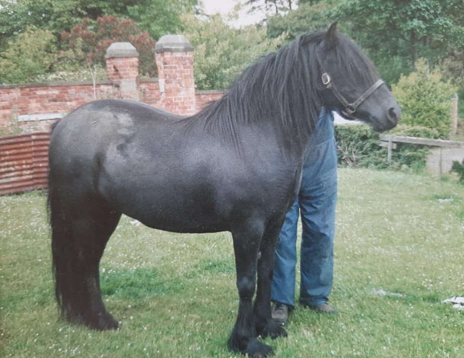 Tarnmoor Black Beauty Ruth Eastwood