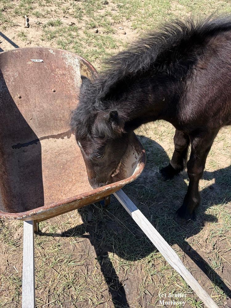 Lily wheelbarrow