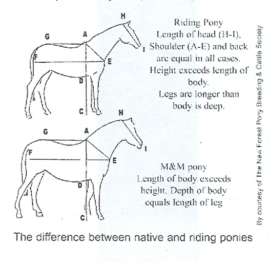 Courtesy the New Forest Pony Breeding & Cattle Society