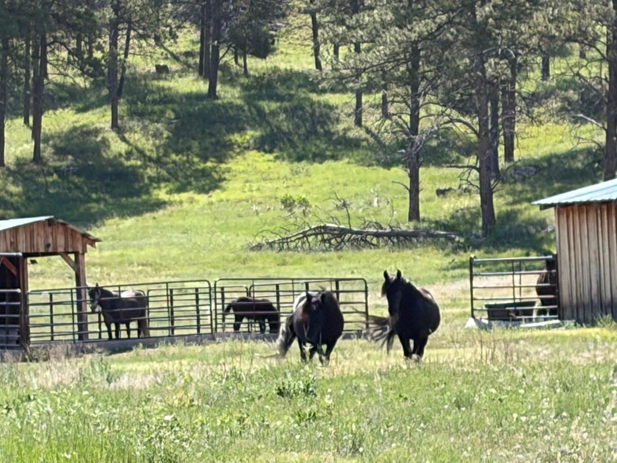 ponies foaling sheds