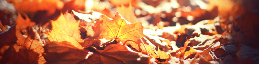 colorful autumn leaves