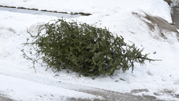 Pine tree on curb