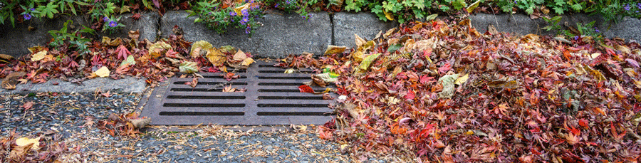 storm drain and leaves