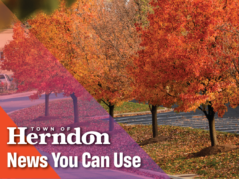 Fall leaves display their colors