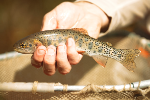 A beautiful young trout is gently held in a person's wet hand above a fishing net. 