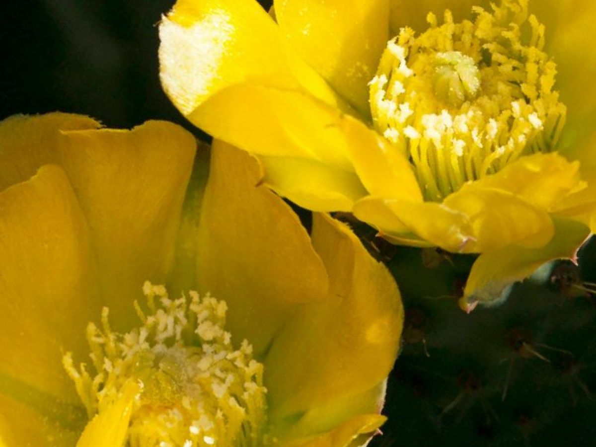 Bold yellow flowers of a prickly pear cactus