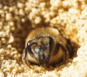 Close-up of a ground-nesting bee emerging from its sandy, earthen nest. Only the head is visible, as the rest of the bee's body is hidden within the nest. 