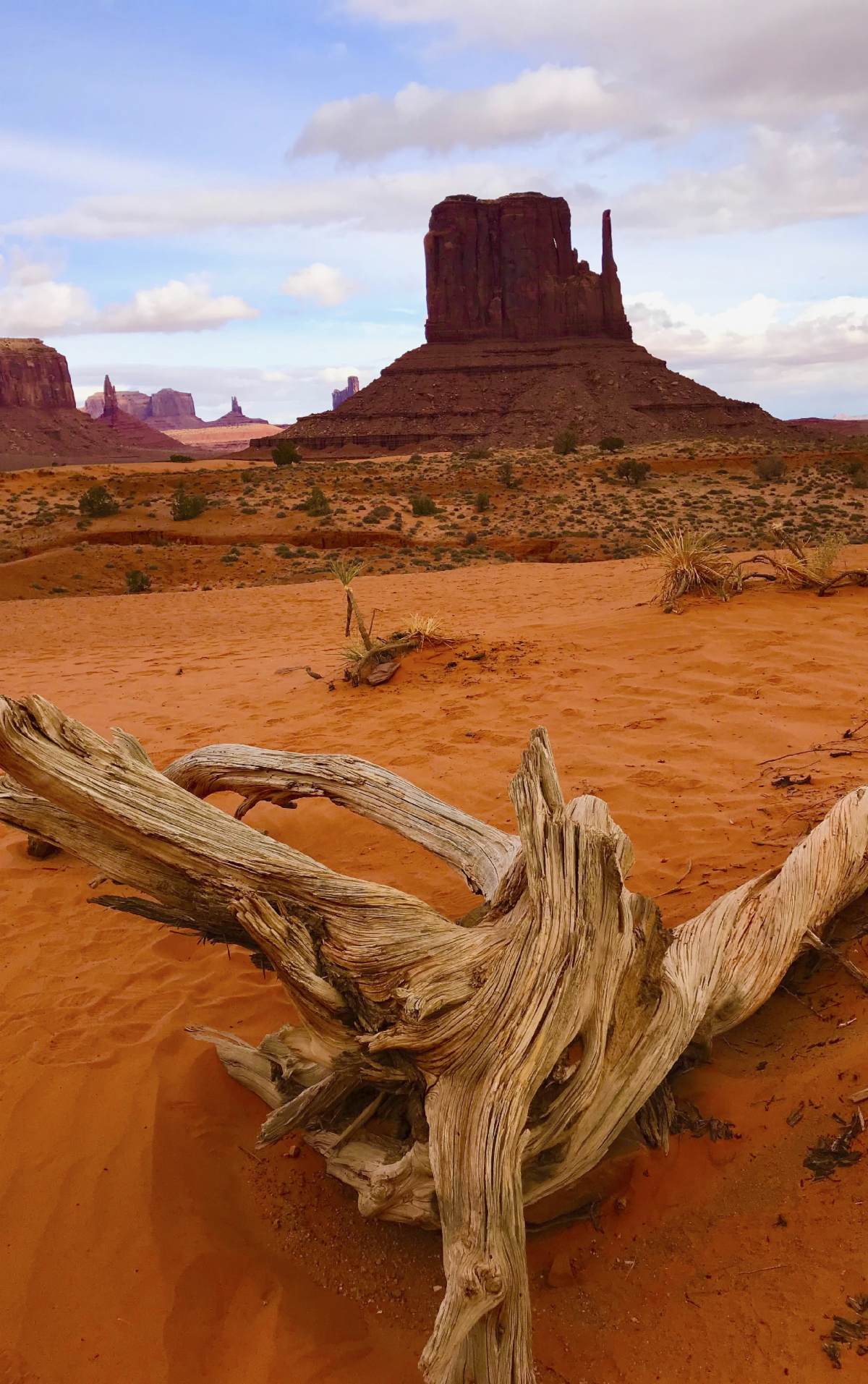 Southern Utah desert scene: orange sand, buttes and mesas in the background, dead wood in the foreground.