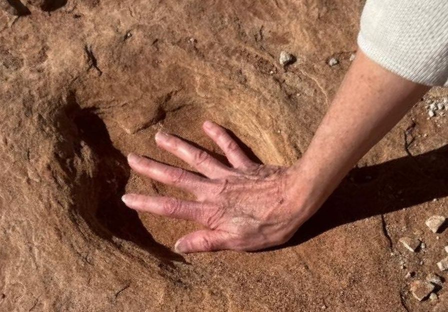 A person's hand fits easily inside a 3-toed dinosaur track preserved in sandstone.