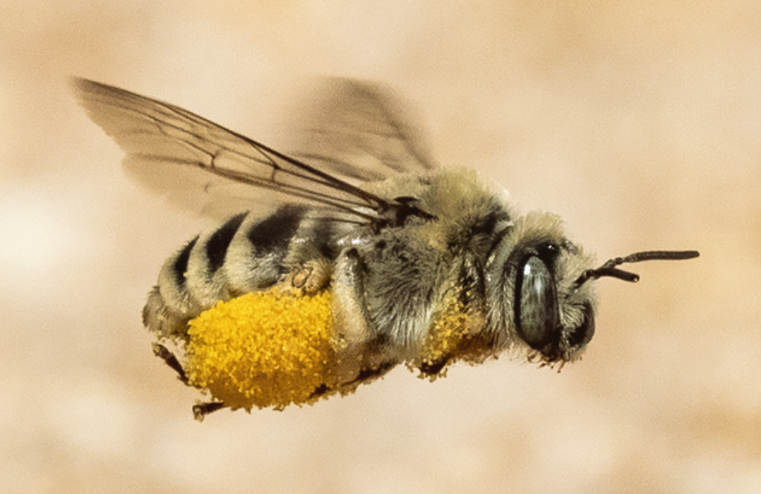 A ground-nesting bee in flight. It is heavily laden with yellow pollen. 