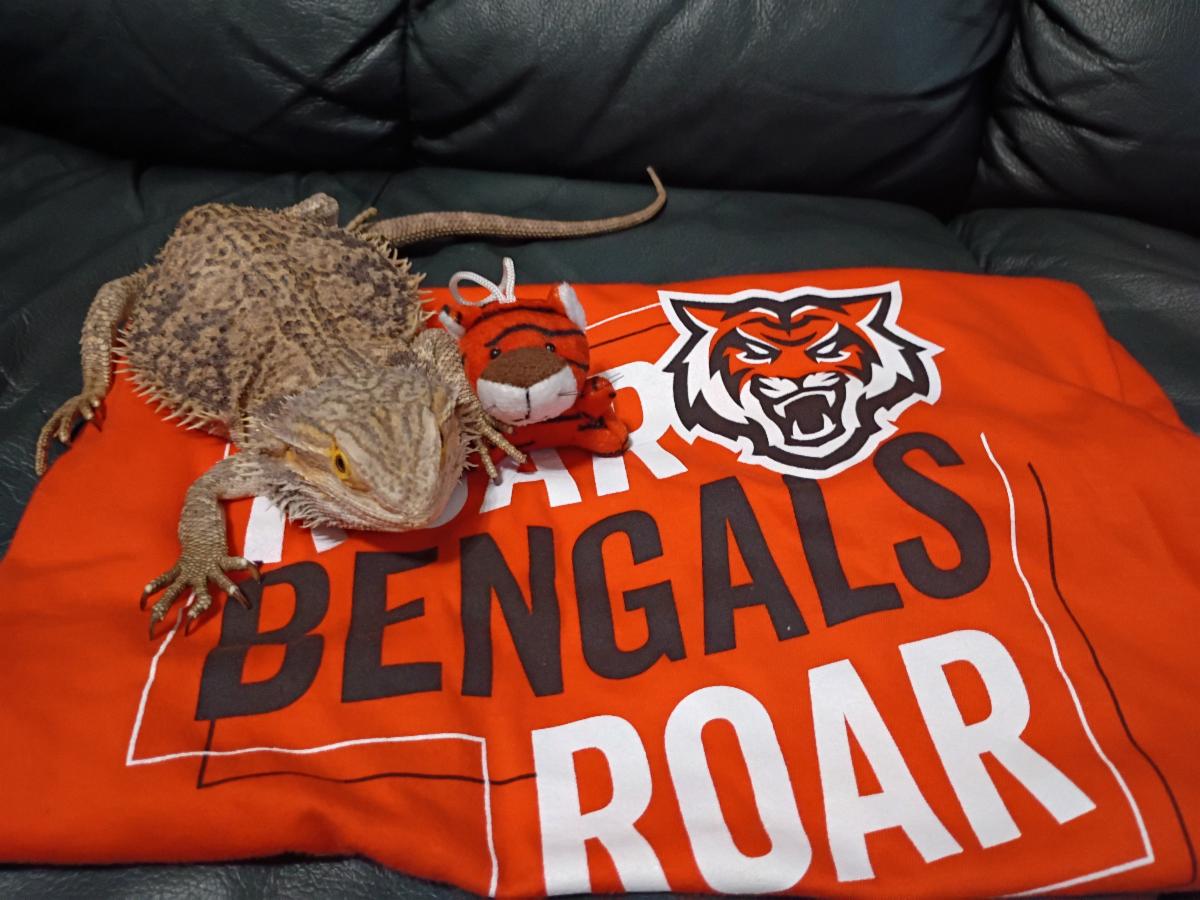 A photo of Norbert the bearded dragon showing his Bengal Pride